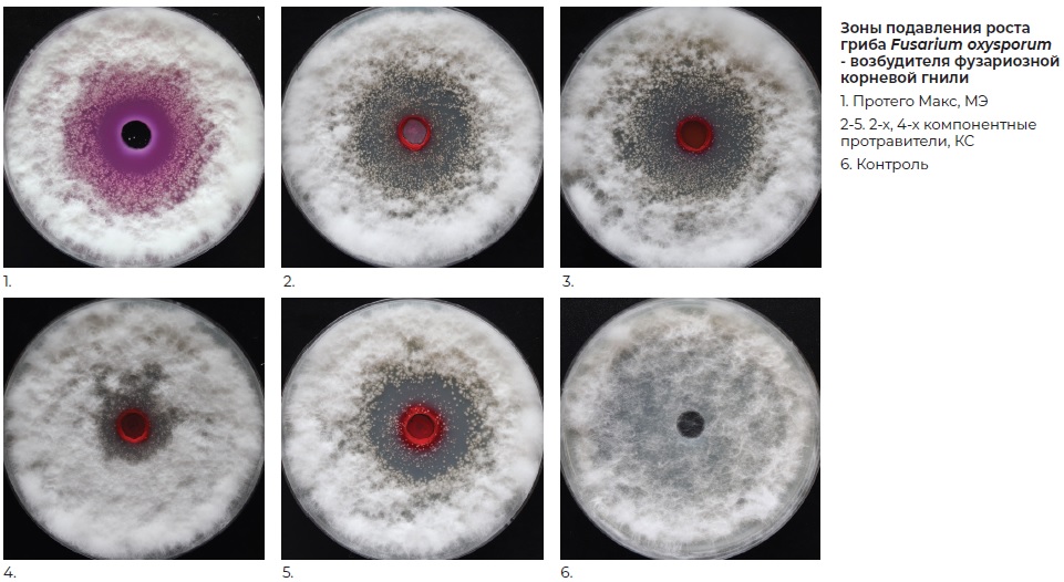 Протего Макс - Фунгицидная активность протравителей семян против возбудителей заболеваний.jpg Протего Макс - Фунгицидная активность протравителей семян против возбудителей заболеваний.jpg