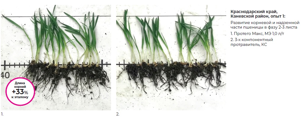 Протего Макс - Полевые результаты.jpg Протего Макс - Полевые результаты.jpg