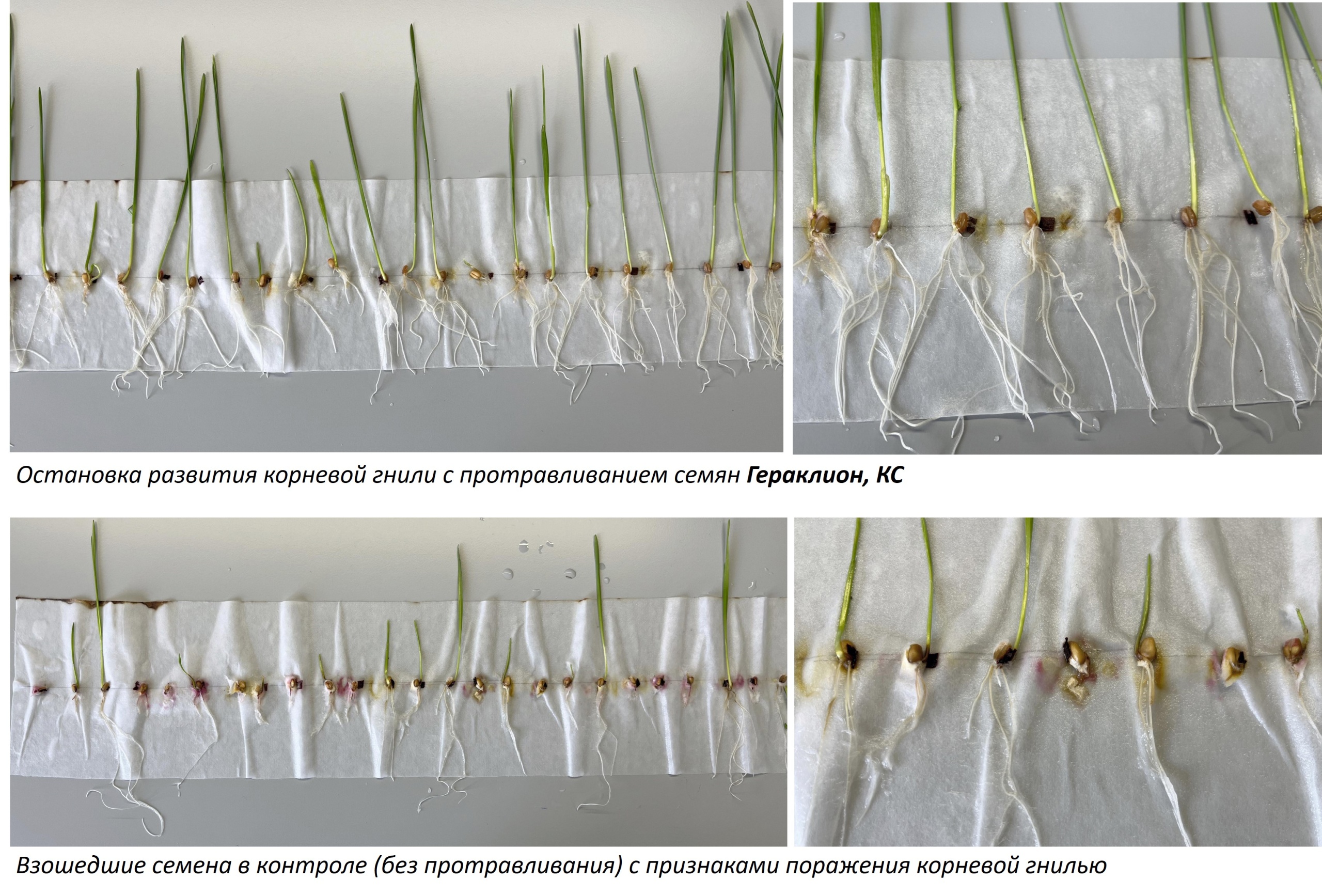 Гераклион.jpg Гераклион.jpg